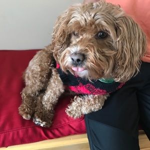 Meet your Posher, Audrey beth